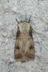 Agrotis puta