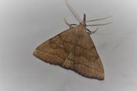 Pechipogo strigilata