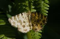 Pseudopanthera macularia