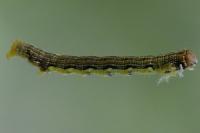Erannis defoliaria