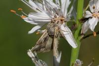 Autographa gamma