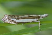 Crambus pascuella