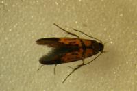 Schiffermuelleria schaefferella