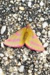 Lythria purpuraria