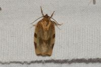 Choristoneura hebenstreitella