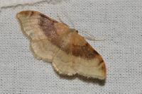 Idaea degeneraria