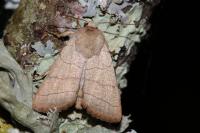 Charanyca trigrammica