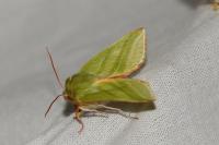 Pseudoips prasinanus