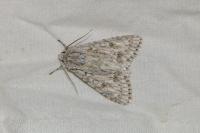 Acronicta aceris