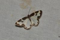 Lomaspilis marginata