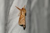 Korscheltellus lupulinus