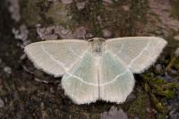 Chlorissa viridata