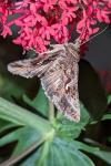 Autographa gamma