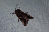 Autographa gamma