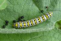 Cucullia verbasci