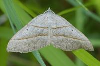 Scotopteryx luridata