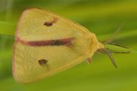 Diacrisia sannio
