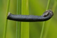 Coleophora vibicella