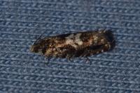 Pammene argyrana