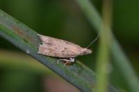 Acroclita subsequana
