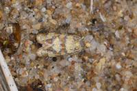 Aethes tesserana