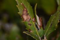 Ectoedemia heringella