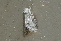 Acronicta aceris