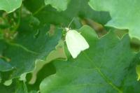 Tortrix viridana