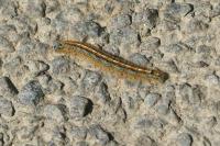 Malacosoma neustria