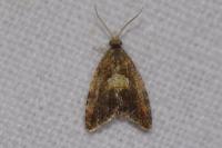 Pseudargyrotoza conwagana