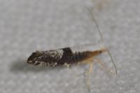 Argyresthia spinosella