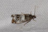 Notocelia trimaculana