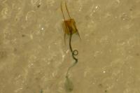 Coleophora caespititiella