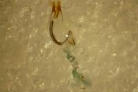 Coleophora versurella