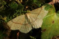 Cyclophora punctaria