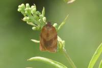 Cacoecimorpha pronubana