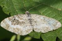 Epirrhoe alternata