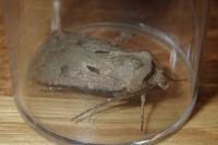 Agrotis exclamationis