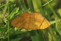 Camptogramma bilineata