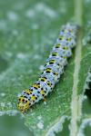 Cucullia verbasci