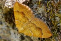 Camptogramma bilineata