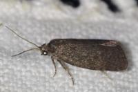 Neosphaleroptera nubilana