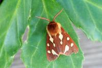 Arctia testudinaria
