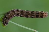 Xestia agathina
