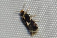 Ectoedemia subbimaculella