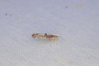Argyresthia spinosella