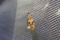 Celypha lacunana