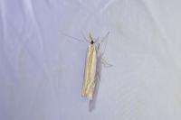 Crambus pascuella