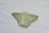 Chlorissa viridata