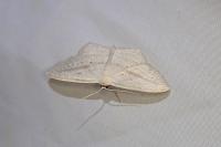 Scopula emutaria